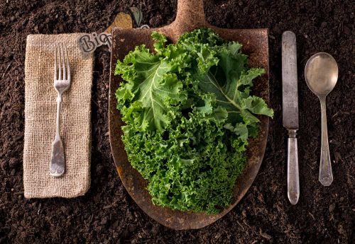 Organski-kelj-BioPijaca-Zdrava-ishrana KELJ LISNATI