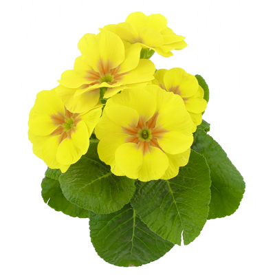 Jagorcevina BioPijaca Zdrava Ishrana ČAJ OD JAGORČEVINE (CVET I LIST)